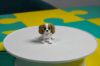 Obrazek Brelok King Charles Spaniel